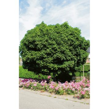 PRYDNADSTRÄD KLOTLÖNN GUL 80-100CM