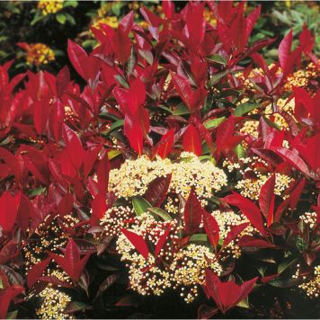 PRYDNADSTRÄD SLÅNARONIA VIT 90-100 CM