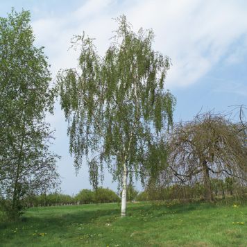 PRYDNADSTRÄD HÄNGBJÖRK GUL 150-200 CM