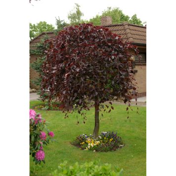 PRYDNADSTRÄD HÄNGBLODBOK GUL 100-125CM