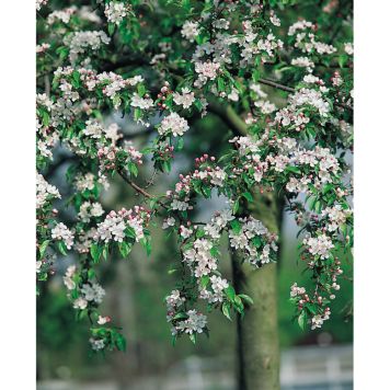 PRYDNADSTRÄD KORALLAPEL VIT 90-110 CM