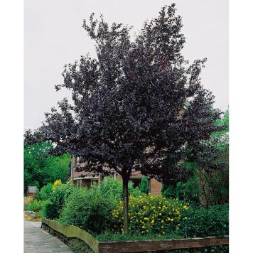 PRYDNADSTRÄD BLODPLOMMON ROSA 100-120 CM