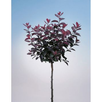 PRYDNADSTRÄD SVARTPLOMMON RÖD 80-90 CM