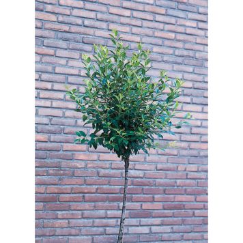 PRYDNADSTRÄD KLOTKÖRSBÄR VIT/ROSA 100-120 CM