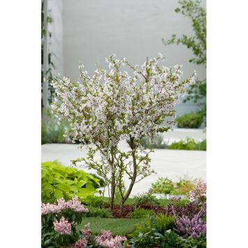 PRYDNADSTRÄD DVÄRGKÖRSBÄR VIT/ROSA 60 CM