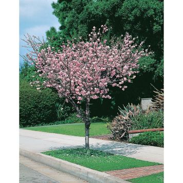 PRYDNADSTRÄD ROSENMANDEL ROSA 100-120 CM