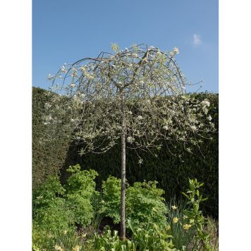 PRYDNADSTRÄD SILVERPÄRON VIT 100-120 CM