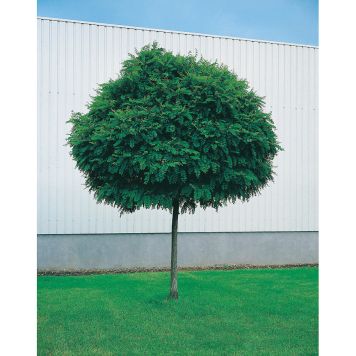 PRYDNADSTRÄD KLOTROBINIA GRÖN 100-120 CM