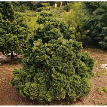 BARRVÄXT ÄDELCYPRESS JAPANSK MÖRKGRÖN 20-25 CM