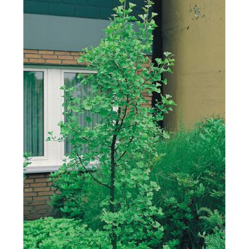 BARRVÄXT TEMPELTRÄD GINKO GRÖN 80-100 CM