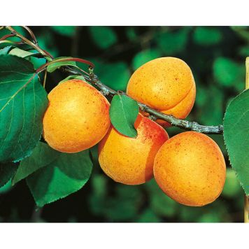 APRIKOSTRÄD APRIKOS NANCY 100-150 CM