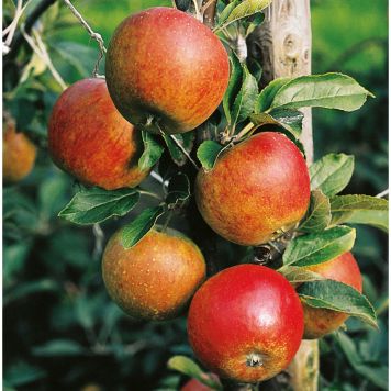 ÄPPELTRÄD SVAGVÄXANDE AROMA B9 150-200 CM