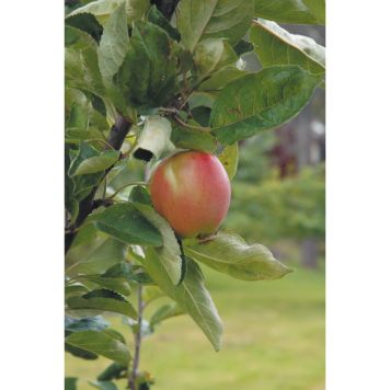 ÄPPELTRÄD SVAGVÄXANDE ÅKERÖ 150-200 CM