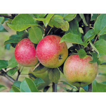 ÄPPELTRÄD AMOROSA 150-200CM
