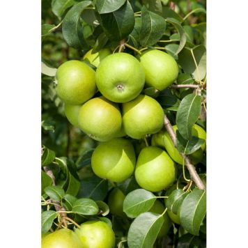 PÄRONTRÄD CLARA FRIJS 150-200CM