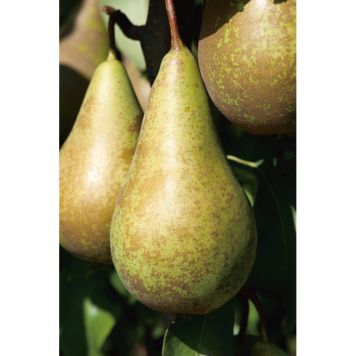 PÄRONTRÄD CONFERENCE 150-200CM