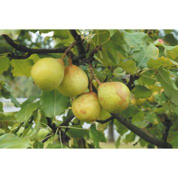 PÄRONTRÄD GÖTEBORGS DIAMANT 150-200CM