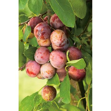 PLOMMONTRÄD OPAL 150-200CM