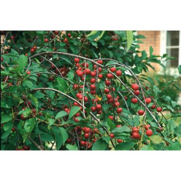 KÖRSBÄRSTRÄD SKUGGMORELL 150-200 CM