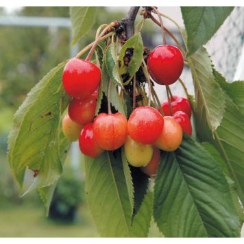 KÖRSBÄRSTRÄD ALLMÄN GULRÖD BIGARRÅ 150-200CM