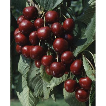 KÖRSBÄRSTRÄD SAM 150-200CM