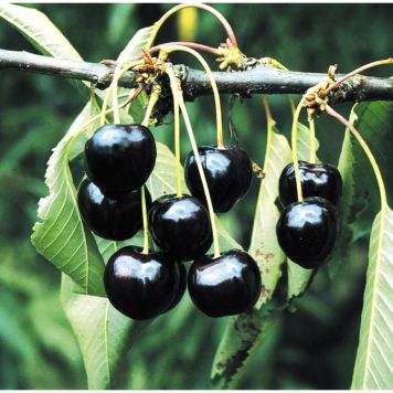 KÖRSBÄRSTRÄD STOR SVART BIGARRÅ 150-200CM