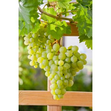 VINRANKA GRÖN DRUVA DR SCHMIDTMANN 30-50CM KRUKODLAD