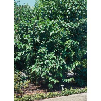 BÄRBUSKE SVART MULLBÄR 30-50CM KRUKODLAD