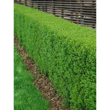 HÄCK VINTERLIGUSTER LIGA 125-150CM 50-PACK