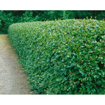 HÄCK GOLIAT HÄCKOXBÄR 60-100CM 5-PACK