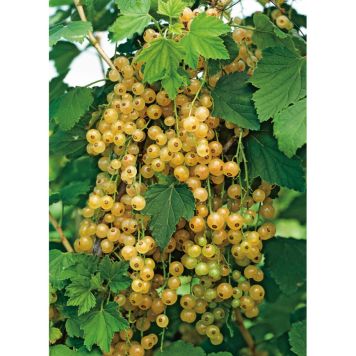 BÄRBUSKE GULVITA VINBÄR 30-50CM KRUKODLAD