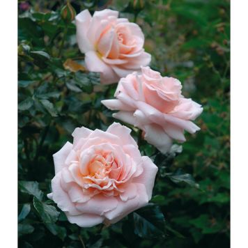 RABATTROS FLORIBUNDA KALMAR 1-PACK 30-50 CM BARROT