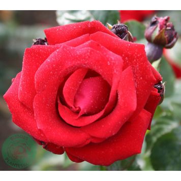 KLÄTTERROS SANTANA BARROT RÖD