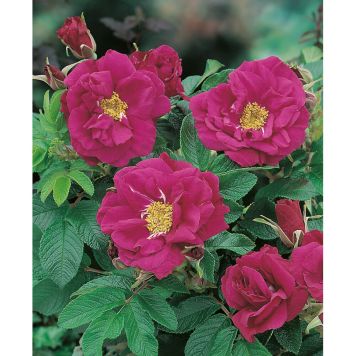 BUSKROS RUGOSA HANSA 1-PACK 30-50 CM BARROT