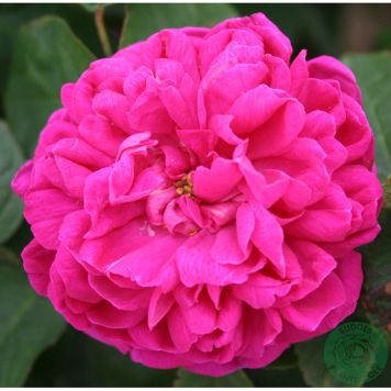 BUSKROS ROSE DE RESCHT BARROT RÖD