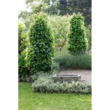 HÄCK GOLIAT AVENBOK 125-150CM 100-PACK