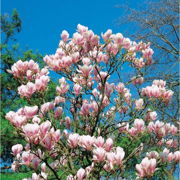 BUSKE PRAKTMAGNOLIA ROSA 30-50CM KRUKODLAD