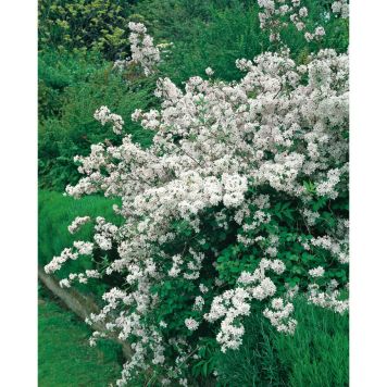 BUSKE BRUDDEUTZIA VIT 50-60 CM KRUKODLAD