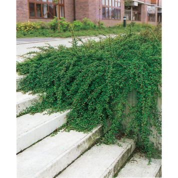 BUSKE KRYPOXBÄR GUL 20-30 CM KRUKODLAD