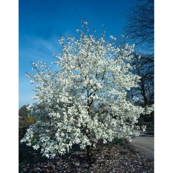 BUSKE MAGNOLIA JAPANSK VIT 50-60 CM KRUKODLAD