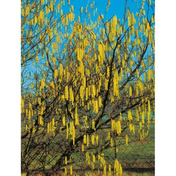 BUSKE HASSEL RÖD/GUL 40-60CM KRUKODLAD