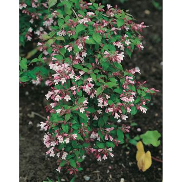 BUSKE PARADISBUSKE ROSA 30-50CM KRUKODLAD