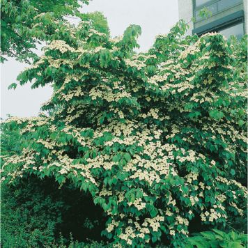 BUSKE BLOMSTERKORNELL KOREANSK VIT 50-60 CM KRUKODLAD