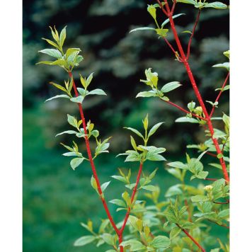 BUSKE KORALLKORNELL GRÖN 40-60CM KRUKODLAD