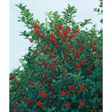 BUSKE JÄRNEK BLUE PRINCESS VIT 30-40 CM KRUKODLAD