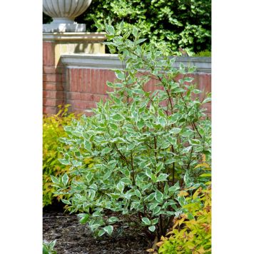 BUSKE KORNELL RYSK VITGRÖN 40-60CM KRUKODLAD