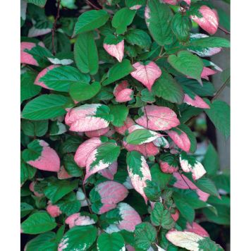 KLÄTTERVÄXT KAMELEONTBUSKE ROSA KRUKODLAD