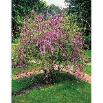 BUSKE SOMMARBUDDLEJA LJUSLILA 60-80 CM KRUKODLAD