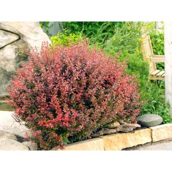 BUSKE HÄCKBERBERIS RÖD/GUL 30-60CM KRUKODLAD