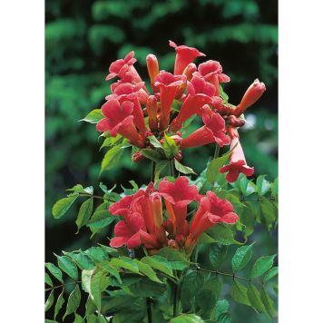 KLÄTTERVÄXT TRUMPETRANKA ORANGE KRUKODLAD